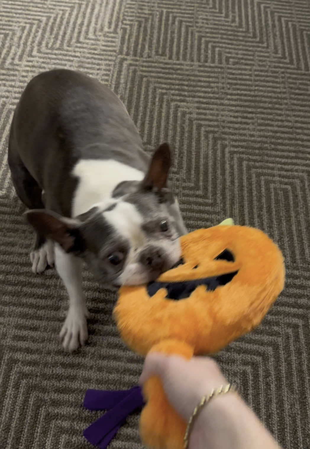 Halloween Squeaky Toy for Hugo! @PetSmart #petsmart #halloween #pumpkin #cute #fyp