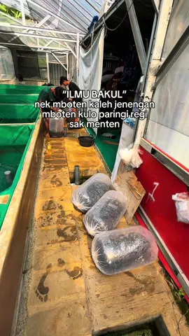 Alhamdulillah Jumat berkah, melayani ecer dan partai 🤩 #bibitlele #pondoklelemalang #lelemalang #lelekonsumsi #bibitlelemalang 