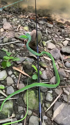 blukk #mancing #tegek #casting #spotmancing #fyp 