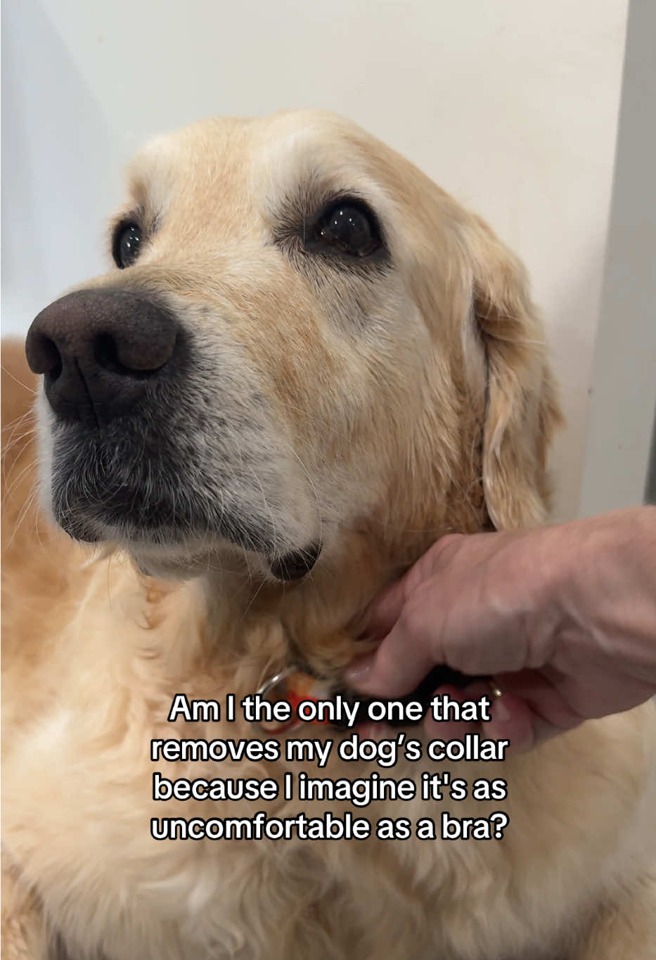 Every single time 😅 #dog #goldenretriever #dogsoftiktok #dogcollar 