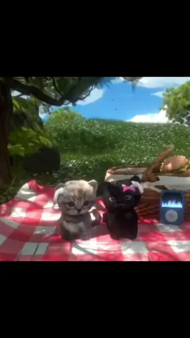 weezer - island in the sun . #music #cat #cutecat #❤️ #islandinthesun 