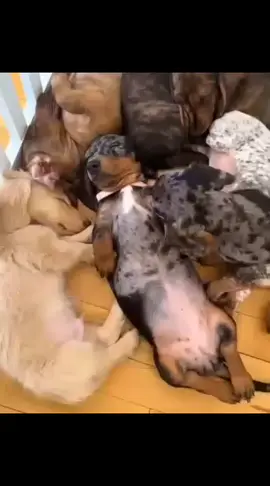 My sweet Dachshund puppies are ready for adoption! They’re friendly, playful, and come with:  • 🩺 1-Year Health Guarantee  • 🍽️ Starter Food  • 📋 Vet Record    they’re 12 weeks old and has their first shorts already #dachshundpuppies #dachshundlife #dachshunds #dachshund #dachshundpuppy 