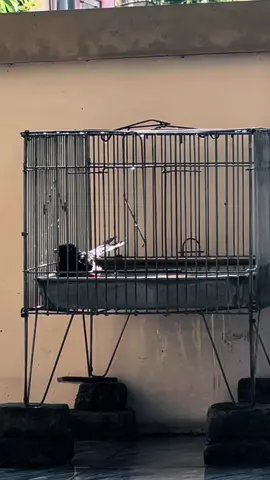 Mandinya Singo Aja Serem om ku… #BolangProduction #ngawisf #ngawi24jam #fyppppppppppppppppppppppp 