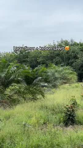 #petanisawit #bosmuda #bossawit #sawitontiktok #sawitriau 