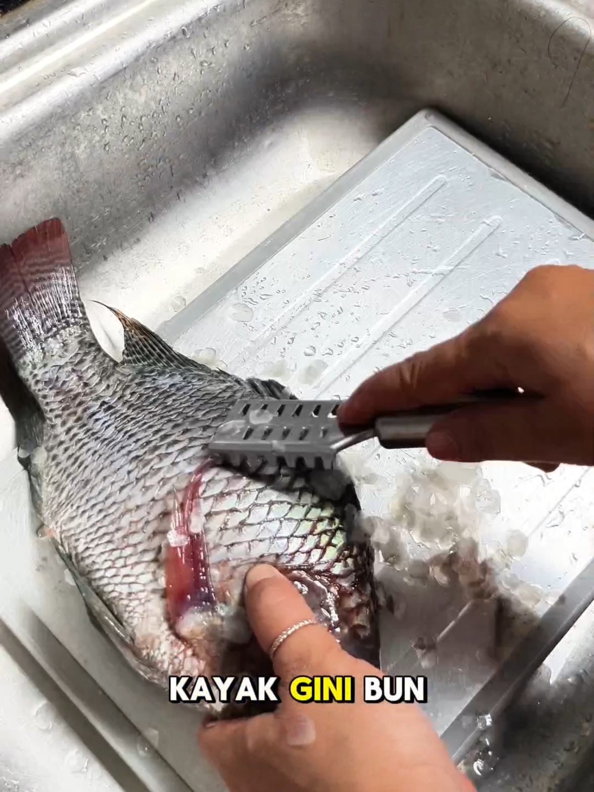 alat pembersih sisik ikan #pembersihsisikikan #pembersihsisikikanstainles #alatpembersihsisik #perabotandapur 