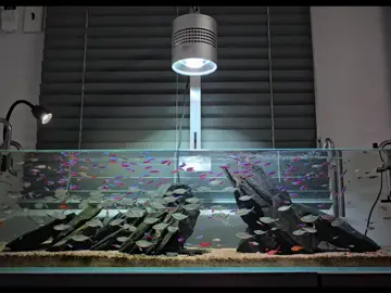 Ngày cuối cùng của tháng 10...  #halloween #tetra #aquarium 