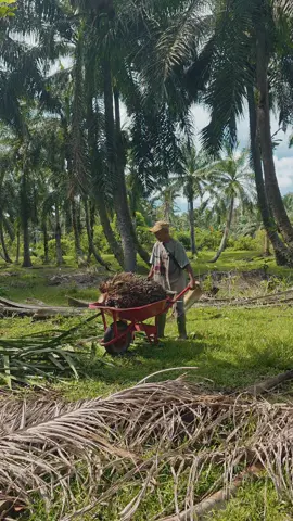 usia hanya ilusi  #petanisawit #fyp #sawitontiktok #petanimuda #sawit 