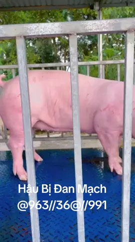 #channuoiheonai #hậubịđanmạch #heonai #xuhuongtiktok  #channuoiheo 