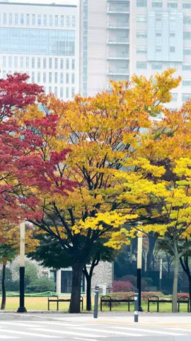 Đón mùa thu đầu tiên tại 🇰🇷 #유학생🇰🇷🇻🇳 #chunganguniversity #cau #seoul 