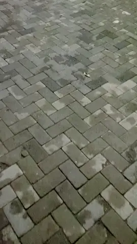 🤙🏻#pyf #pyfツ #fyp #fypage #aerox #aerox155 #aeroxmodifikasi #aeroxceper #viral #viralvideo #lewatberanda #ring17 #ring17style #fypdongggggggg #pyfffffffffffffffffffffffffffffffff #fyppppppppppppppppppppppp 