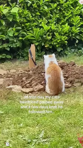 The friendship between cats and dogs is always so heartwarming.#dog #Love #cat #fyp #tiktok 