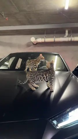 Bengal treat #bengalcat #leopardcat #californiabengals #catpov #fyppp  