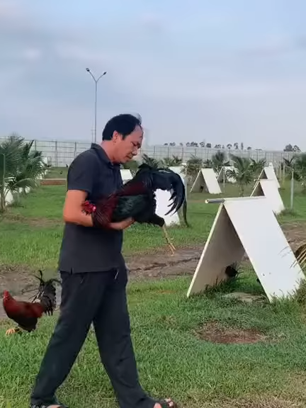 Mời anh em cùng ghé thăm 1 góc nhỏ trại gà bên hiển...!#traigahienlongxuyen11 #traigaduyentilaycup #xuhuongtiktokk2021