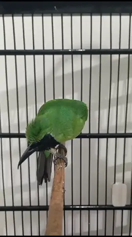 Resiko Musim Hujan Pagi Seting Kenceng Sore Malah Hujan , Al Hasil Malah Emosi Ngak Kesampaian 😆 #kebun_hijau_jamtrok #cucakijoindonesia #fyp #cucakijomania #muraibatuprestasi 