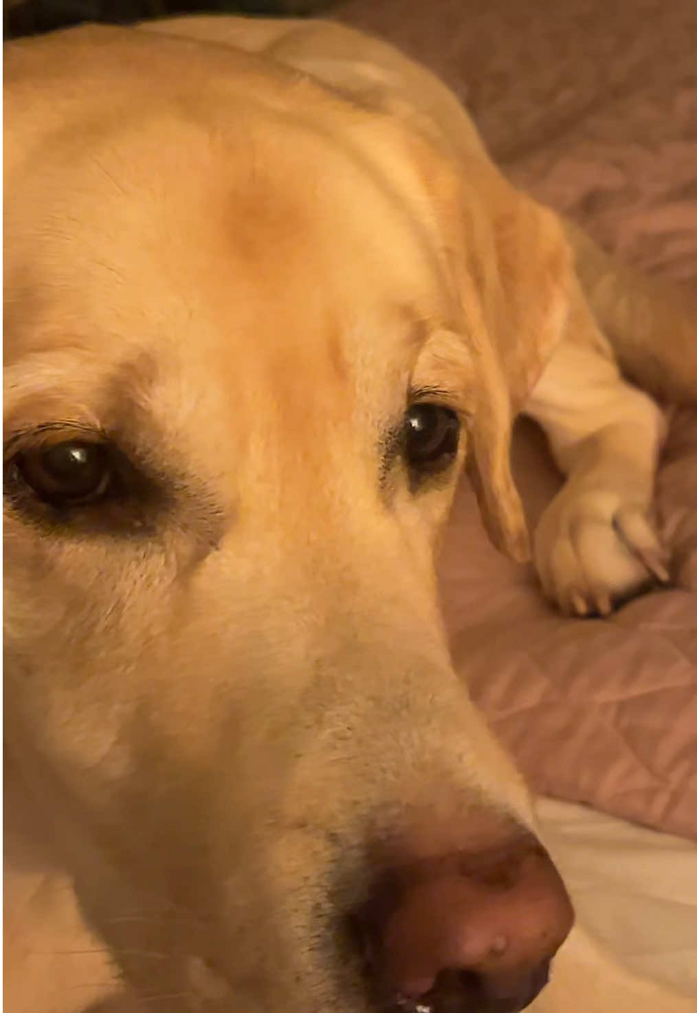 Popcorn and Ritz Crackers are his fav people foods  #CapCut #fyp #labsoftiktok 