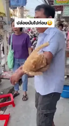 แมวกัดแขนคน #แมวเป้า #แมวขโมย #แมวอ้วน #แมวกัด #แมว 