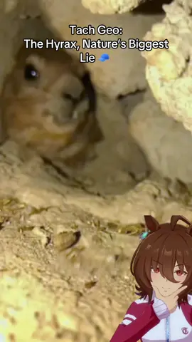 Awawa!! #umamusume #umamusumeprettyderby #ウマ娘 #fyp 