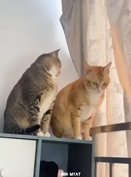 #မယုံနဲ့နော် #foryou #crdပေးပါတယ်ရှင်😾💕 #on4fou #foryou #foryou #foryou #crdပေးပါတယ်ရှင်😾💕 #foryou #on4fou #on4fou #foryou 