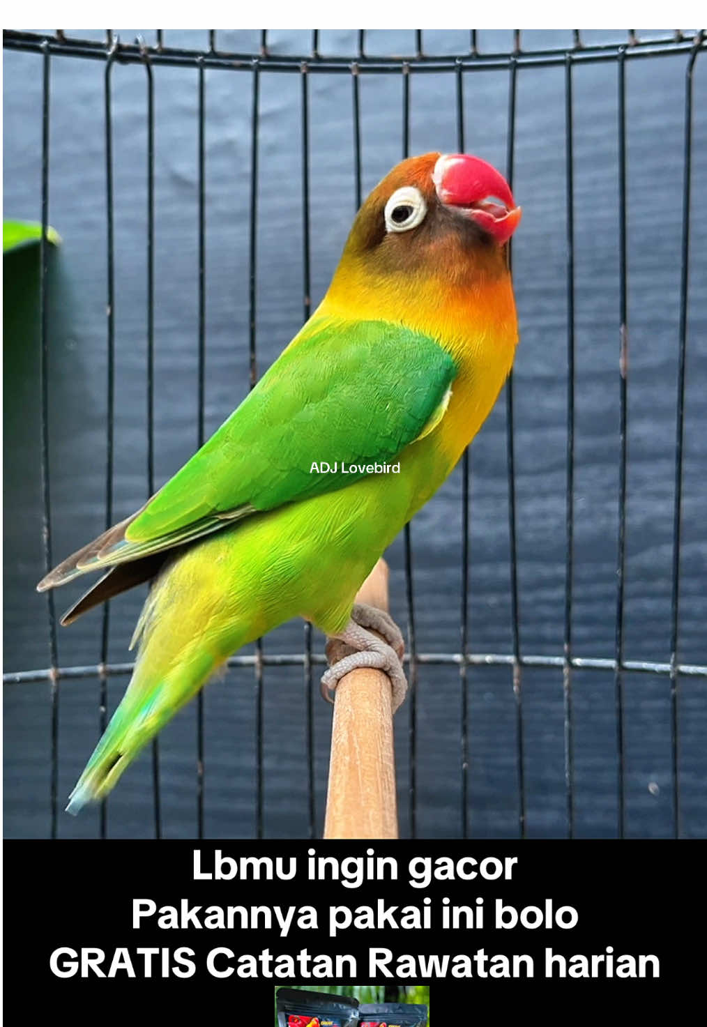 Beli pakan GRATIS Catatan Rawatan #burung #lovebird #lovebirdfighter #bird #fyp 