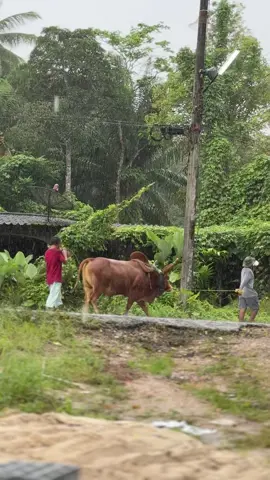 เพื่อนว่าชนไม่เเข็งแรง พาผ่าฝนเลยชุดนี้😂 #โคแดงงามเพชรสุพัฒน์ #ไอ้เหลิมหลังหลาด #วัวชน #เขาวิเศษ 