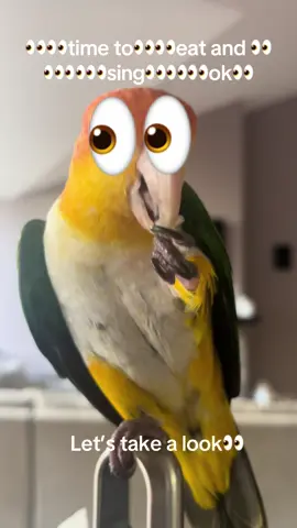 #👀 #noticing #look #letshavealook #parrot