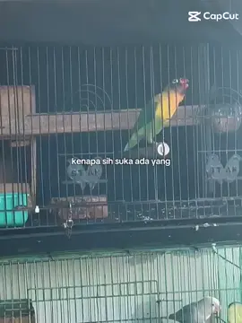 #fyp #lovebirds #lovebirdkonslet #lovebirdfighter #viralvideo 