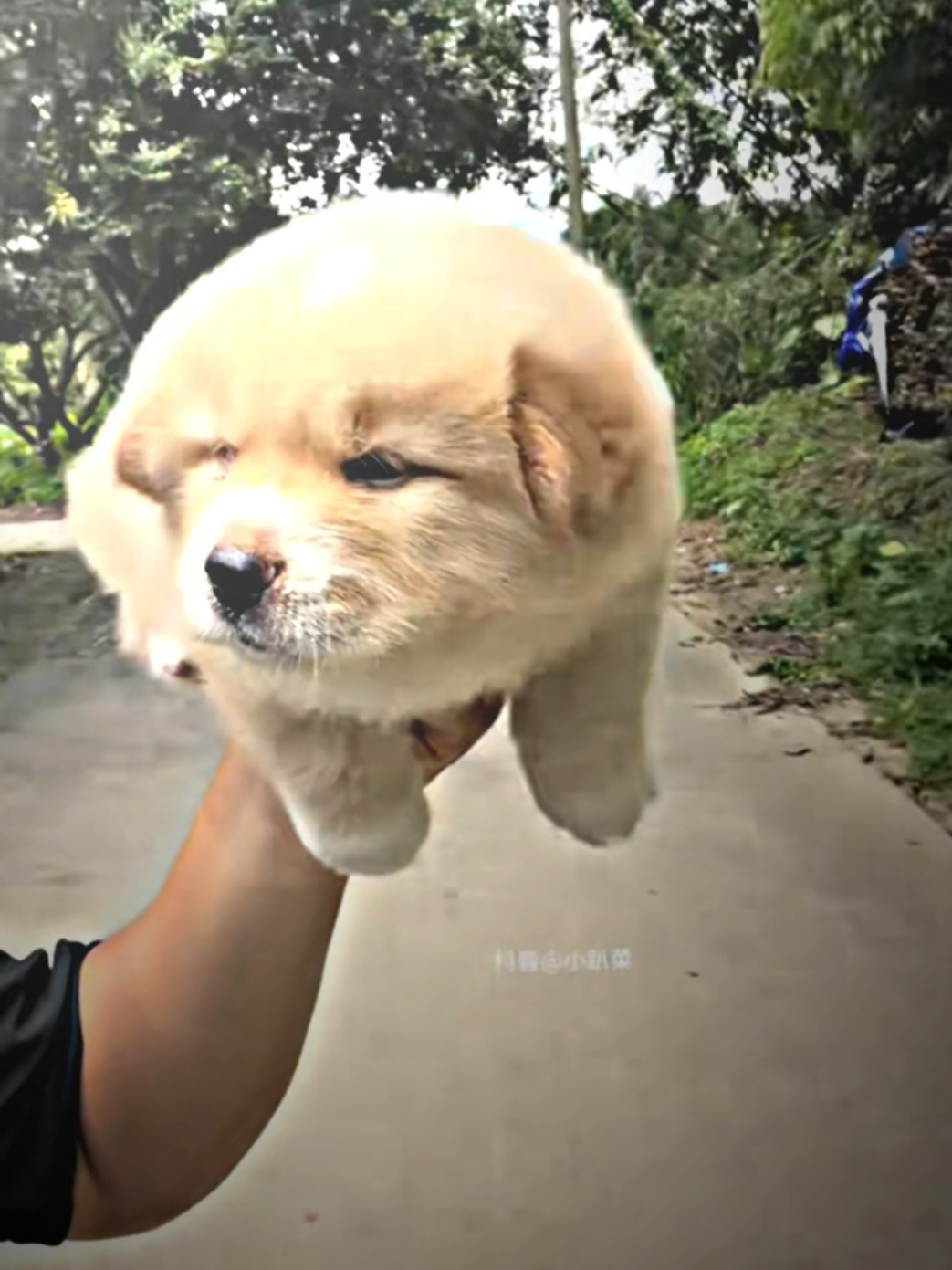 Ang cute ng puppy 🐶 #dog #cute #doglover #cute #dog 