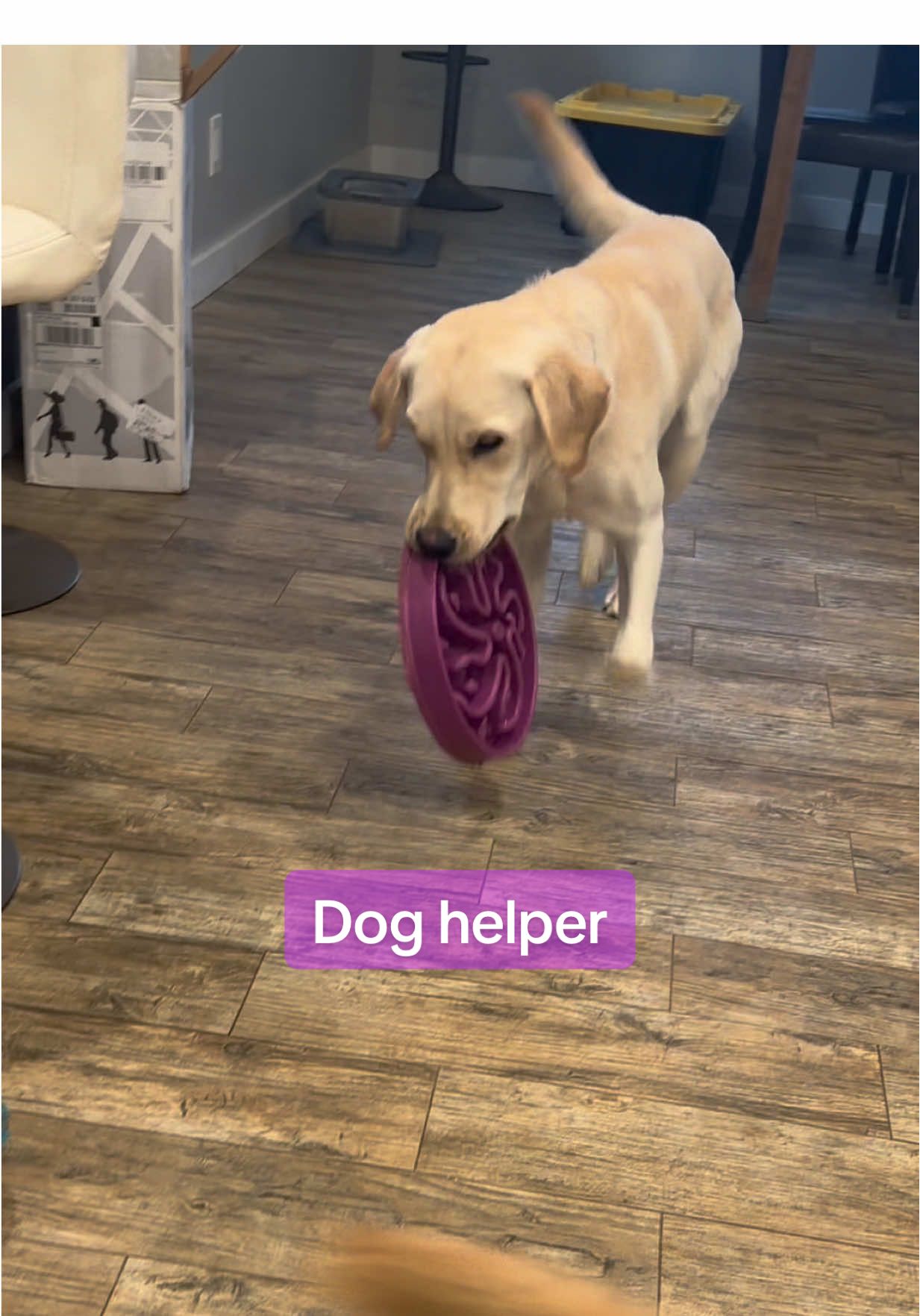 These pups are the sweetest and keep life interesting. I really wish I could be in their heads. #goldador #puppies #doglovers #funnypuppy #dogmomlife 