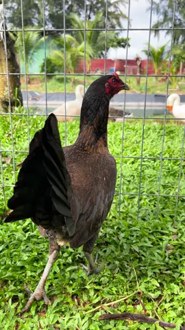 Jap mỹ 1k8 ae xem vui 🐓🥰#trạigàahbatràcú 