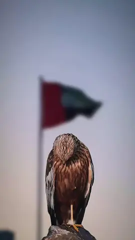 #دولة الامارات العربية المتحدة #الإمارات #علم الدوله #شيوخ_الامارات #الشيخ_محمد_بن_زايد_آل_نهيان🇦🇪♥️ 