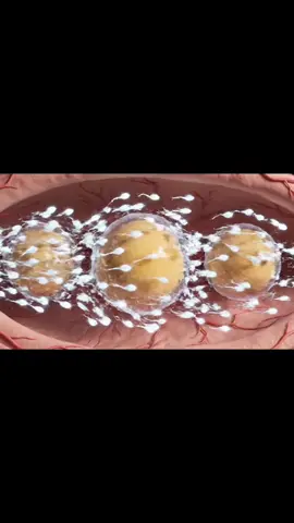 Triple baby inside view in mother #anatomy #viral #healthylifestyle #human #fyp 