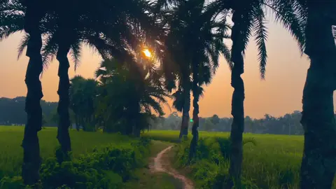 এই কুয়াশা ভরা সকাল, আর এক কাপ গরম চা - perfect! ☕🌥️ #প্রকৃতি #কুয়াশা #শীতেরসকাল #anfreezemyacount #viral_video_tiktok 