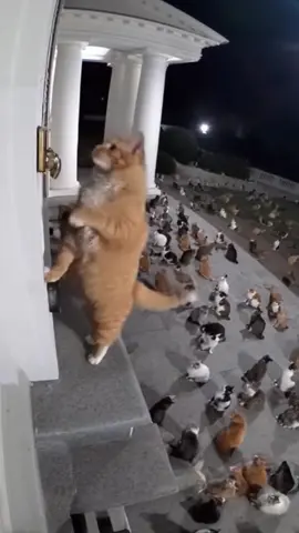 Cat’s prank 🐱🤣#fyp #funnyvideos #cat #cats #funnycat #usa #usa🇺🇸 #ai 