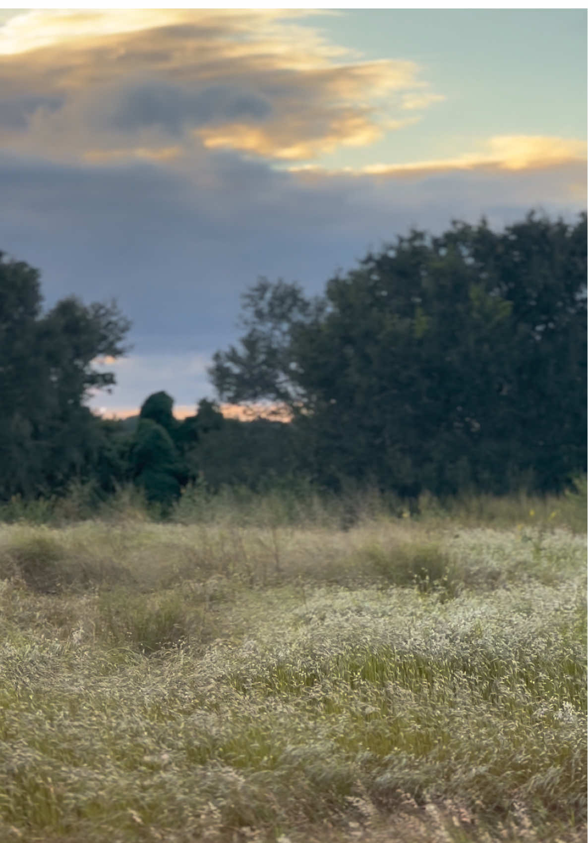 🌾🌳🌾  #nature #fyp #sunset #peaceful 