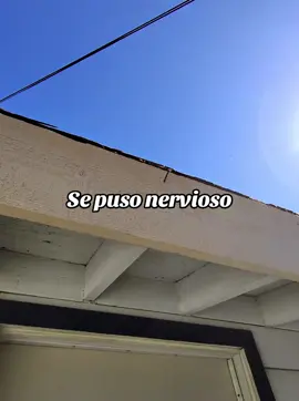 Se pone nervioso #evert21 #parati #fypシ゚viral #foryou #roofingtiktok 