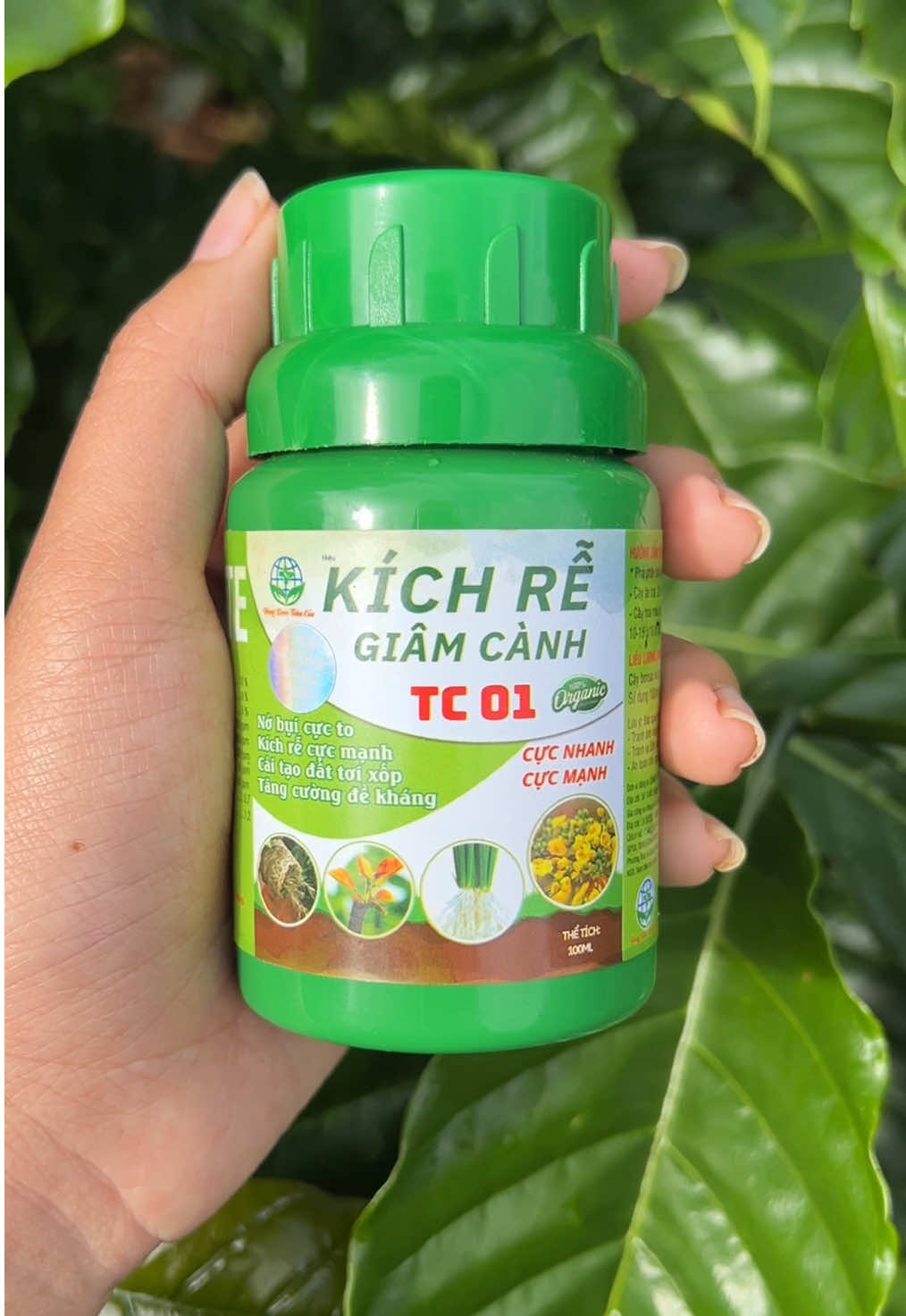 Cà phê mới trồng mà cây đứng im, chậm bén rễ thì dùng ngay kích rễ TC 01. Pha 20ml cho bình 20 lít nước tưới hoặc phun đều, 7–10 ngày tưới lại giúp cây bắt đất nhanh, rễ ra mạnh, lá bung khỏe hơn hẳn. #caphe #taynguyen #nongdan #nongsan #xuhuong 