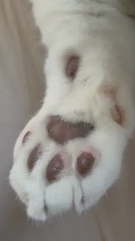 My biggest advice to pet parents...get an air purifier!!! If you're worried about the cat litter smell or dog smell in your home or apartment, I promise this will help immensely. I was always so self conscious when family or friends would come over and spent so much money on candles and scents to cover it up, when all I needed was one of these. #clean #airpurifier #Home #pets #tiktokshop  @oneisallofficial 