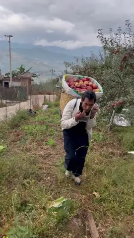 Táo nhà em đang xuống núi rồi ạ , e mời các c lên đơn , nay e tri ân khách . xách 6kg 450k free ship toàn quốc #lchay #🍎🍎🍎 #xuhuong2025 #táo 