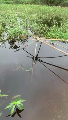 Mùa lụt huế#xuhuong 