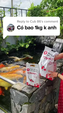 Cám kibakoi bao 1 kg #kibakoi #cakoi #cachepkoi #xuhuong 