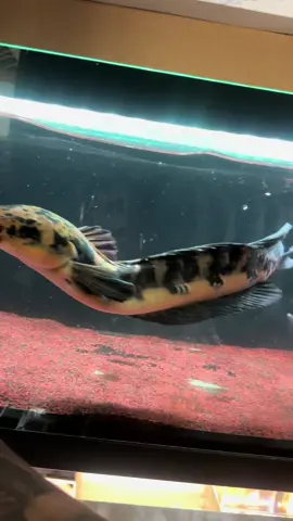 Lên sóng bé êu 4x #yelowsentarum #cálóccảnhsănmồiviệtnam #caloccanhvietnam #xuhuongtiktok 