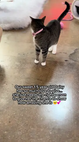 Sweet Daisy once wandered the streets of Sun Valley, hoping that someone would notice her and take her inside. She was TNR’ed—Trapped, Neutered, and Returned—but she was far too gentle to be left out there all alone. Daisy is a playful, affectionate soul who just needs a little time to open her heart. Once she feels safe, she will beg you to wave her favorite feather toy and remind you that she was always meant to be loved. She’s been waiting so patiently for her chance to belong… will you be the one to finally bring Daisy home? 💔 Adoptable at our LA cat cafe 💕 #catcafe #crumbsandwhiskers #rescuecat #adoptdontshop #catsofinstagram #catlover #rescueme #adoptme #catloversclub #catrescue #cats #coffee #foreverhome #adoptme