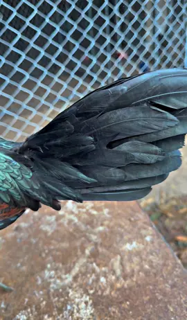 #เยียร์เมืองอำนาจเจริญ🥰❤️