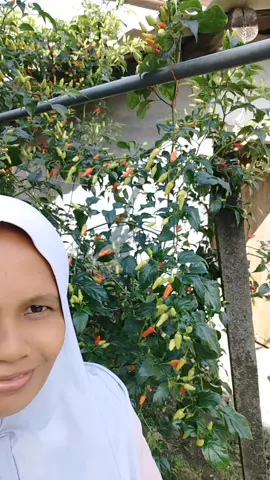 selamat pagi jika kurang jelas bisa di tanyakan langsung  #happygardening #berkebun #Cabe 