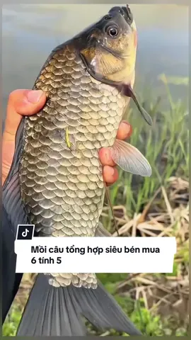 Mồi câu tổng hợp siêu bén mua 6 tính 5 #cauca #fishing #xuhuong 