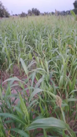 #foryoupage❤️❤️ @🇧🇫فخرے رکھی میانوالیpti 🇵🇰 @PTI💔میانوالی 💔 رکھی آلہ #foryoupage❤️❤️