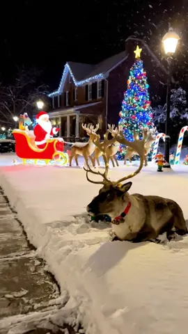 Wow ❤️🎄😻🤣😍❄️🦌 #viral #fyp #christmas #christmasvibes #reindeer 