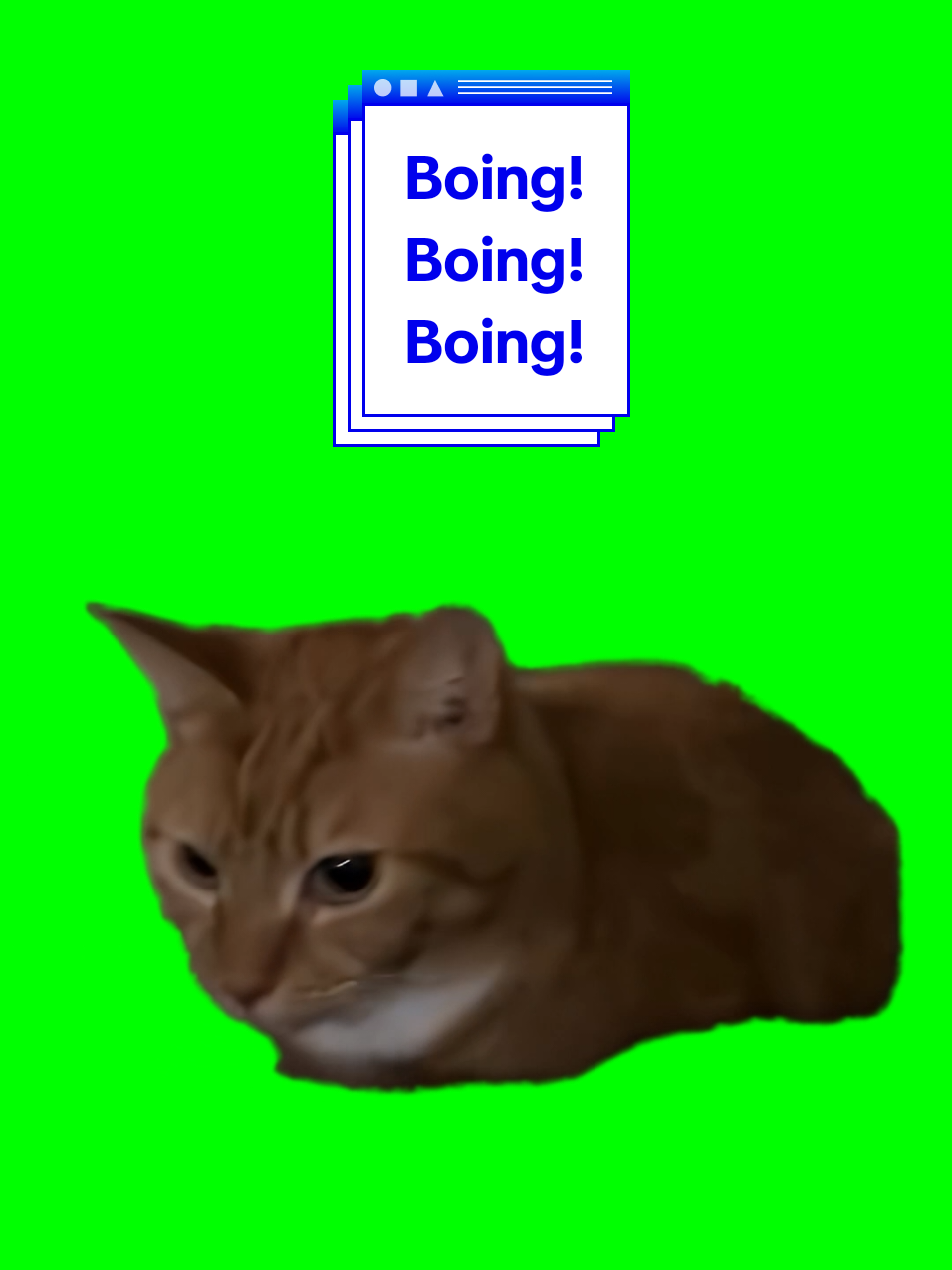 Green Screen Meme Template of Orange Cat Bouncing Free to use Green Screen Meme Template of Darla the Orange Cat (@/littlecraps_ on Instagram) bouncing while she is loafed on her owner's laps. Used: X-Coast — Da Boing Boing Trak #cat #pet #meme #fyp #cute