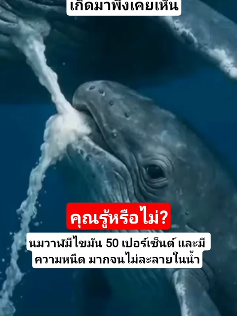 เกิดมาพึ่งเคยเห็น วาฬให้นมลูก