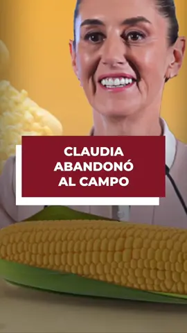 El campo mexicano está en crisis: entre extorsión, abandono y precios que no alcanzan ni para sembrar. México presume al maíz, pero importa toneladas mientras los campesinos pagan por sobrevivir. Todo lo dicho en el video representa únicamente una opinión personal.
